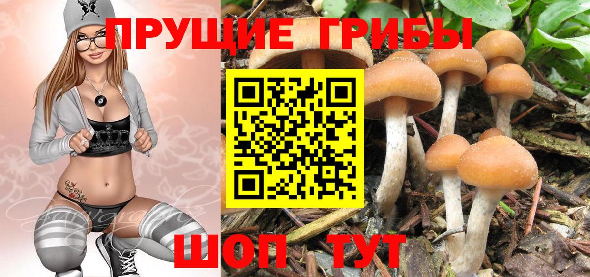 Галлюциногенные грибы Psilocybine cubensis Нерюнгри